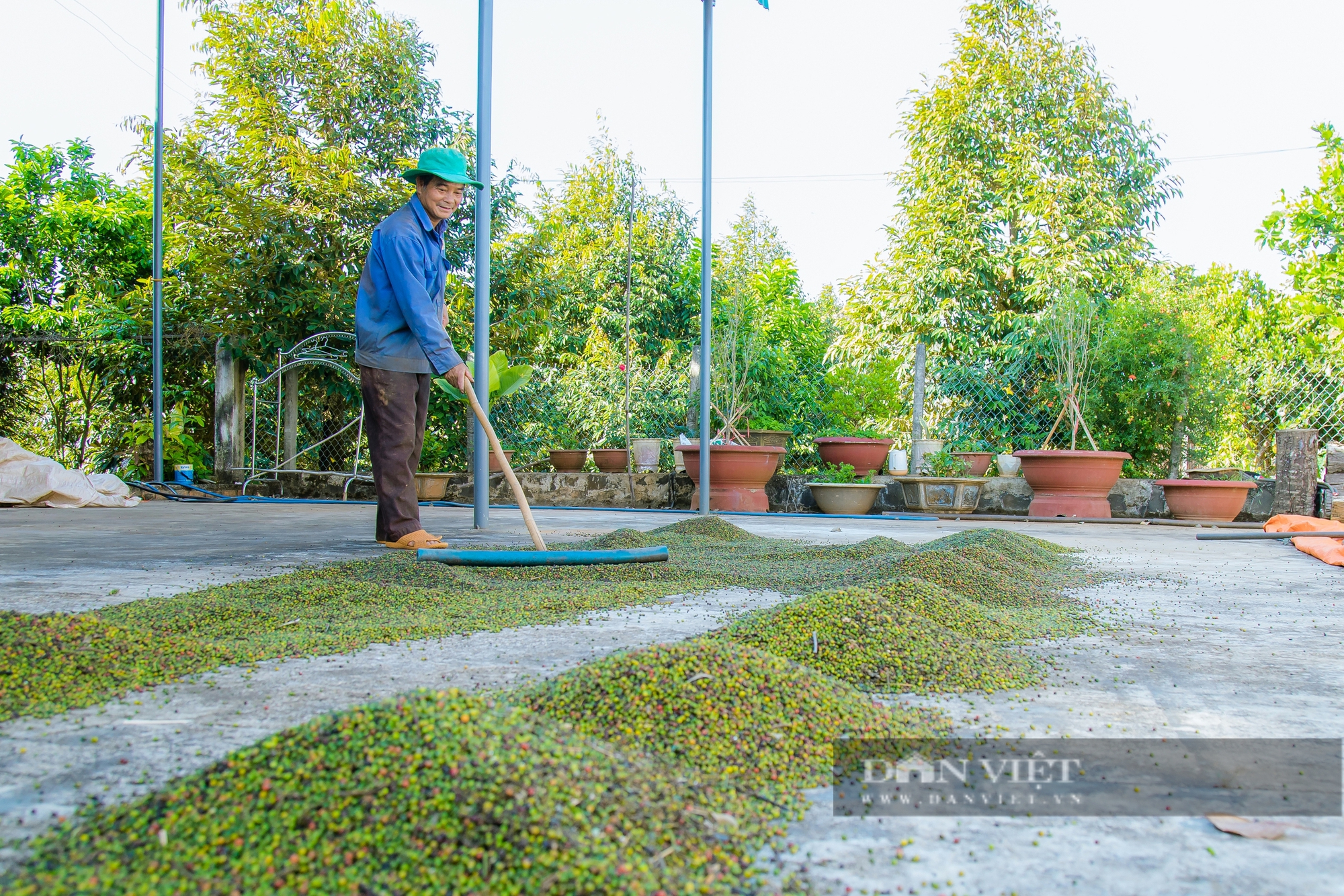 Nỗi buồn vui lẫn lộn của nông dân trồng tiêu tại Đắk Lắk - Ảnh 5.